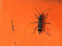 Chlorophorus macaumensis