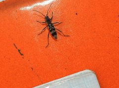 Chlorophorus macaumensis