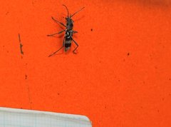 Chlorophorus macaumensis