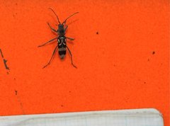 Chlorophorus macaumensis