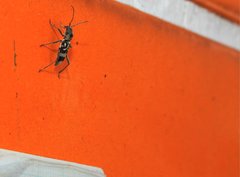 Chlorophorus macaumensis