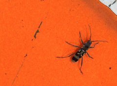 Chlorophorus macaumensis