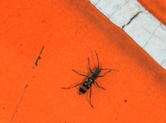 Chlorophorus macaumensis