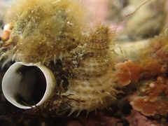 Trichotropis cancellata