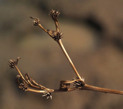 Ranunculus lateriflorus