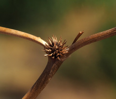 Ranunculus lateriflorus