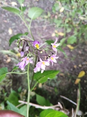 Solanum dulcamara