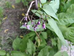Solanum dulcamara