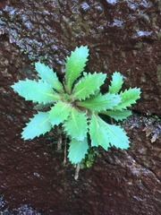 Micranthes petiolaris