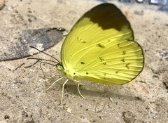 Eurema sari