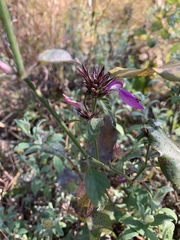 Dicliptera clinopodia