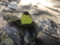 Eurema sari