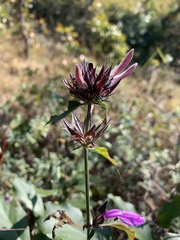 Dicliptera clinopodia