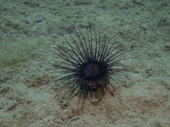 Cerianthus membranaceus