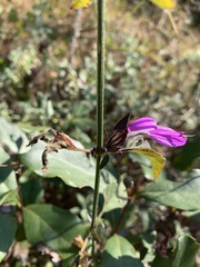 Dicliptera clinopodia