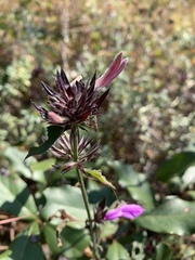 Dicliptera clinopodia