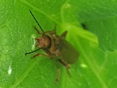 Cantharis