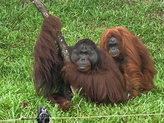 Pongo