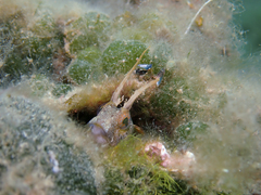 Parablennius tentacularis