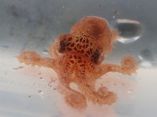 Giant Pacific Octopus photographed in Alaska