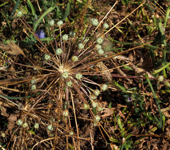 Allium schubertii