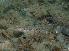 Gobius couchi
