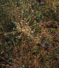 Allium schubertii