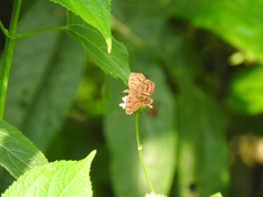 Pellicia dimidiata dimidiata