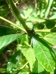 Neocollyris