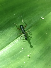 Neocollyris