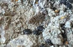 Entomobrya comparata