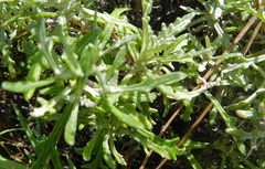 Eriophyllum staechadifolium