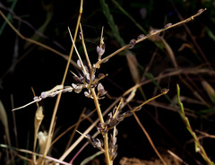 Lepidium sativum