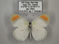 Colotis euippe euippe