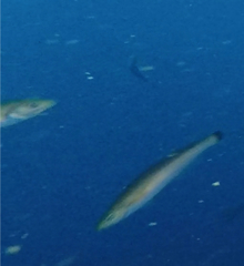 Halichoeres californicus