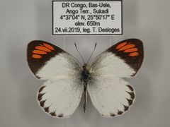 Colotis euippe euippe