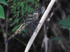 Orthetrum glaucum