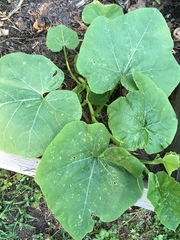 Cucurbita maxima