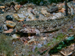 Gobius couchi