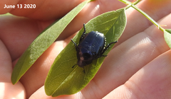 Popillia flavosellata