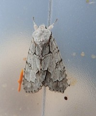 Acronicta psi