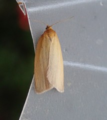 Zelotherses paleana