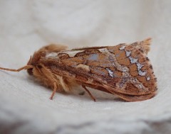 Korscheltellus fusconebulosa