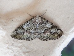 Cleorodes lichenaria