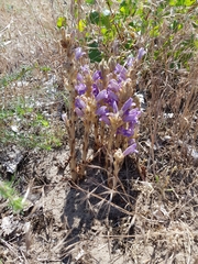 Phelipanche arenaria