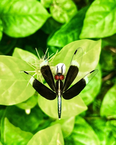 Pied Paddy Skimmer