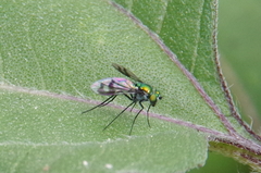 Sciapodinae