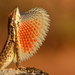 Serrated Fan-throated Lizard - Photo (c) Hopeland, some rights reserved (CC BY), uploaded by Hopeland