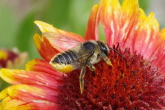 Megachile perihirta
