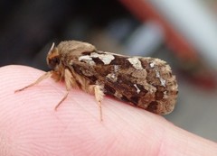 Korscheltellus fusconebulosa